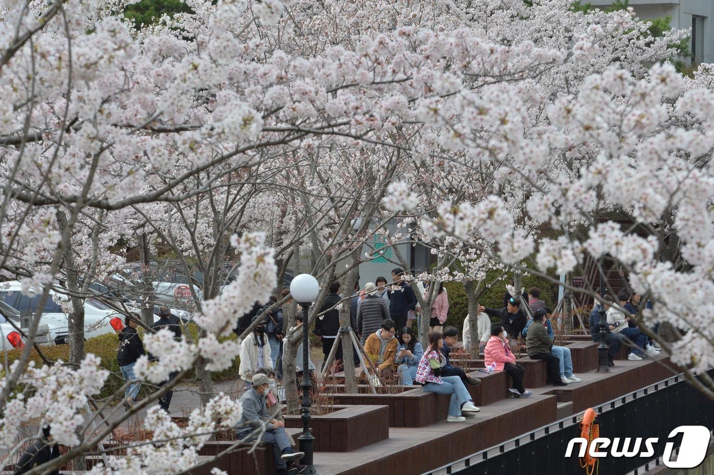 26일 경북 포항시 남구 지곡동 영일대호수 공원을 찾은 시민들이 활짝 핀 벚꽃과 함께 휴일 오후를 보내고 있다.2023.3.26/뉴스1 ⓒ News1 최창호 기자