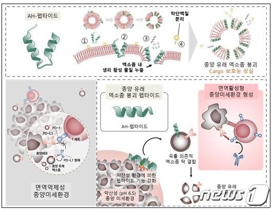 종양 유래 엑소좀 붕괴 펩타이드&#40;AH-D-펩타이드&#41;와 aPD-1 항체의 치료 기작 개념도/한국보건산업진흥원 제공