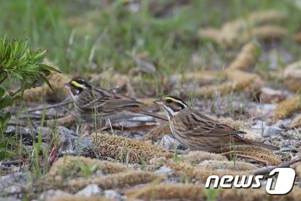 전북 부안군이 지역 내 생태계 우수지역인 계화조류지, 동진강, 고부천 일원의 철새 서식 환경보호를 위한 생태계서비스지불제 계약사업을 추진한다. 휴경지 활용한 철새 먹이 공급&#40;뉴스1DB&#41; ⓒ News1 