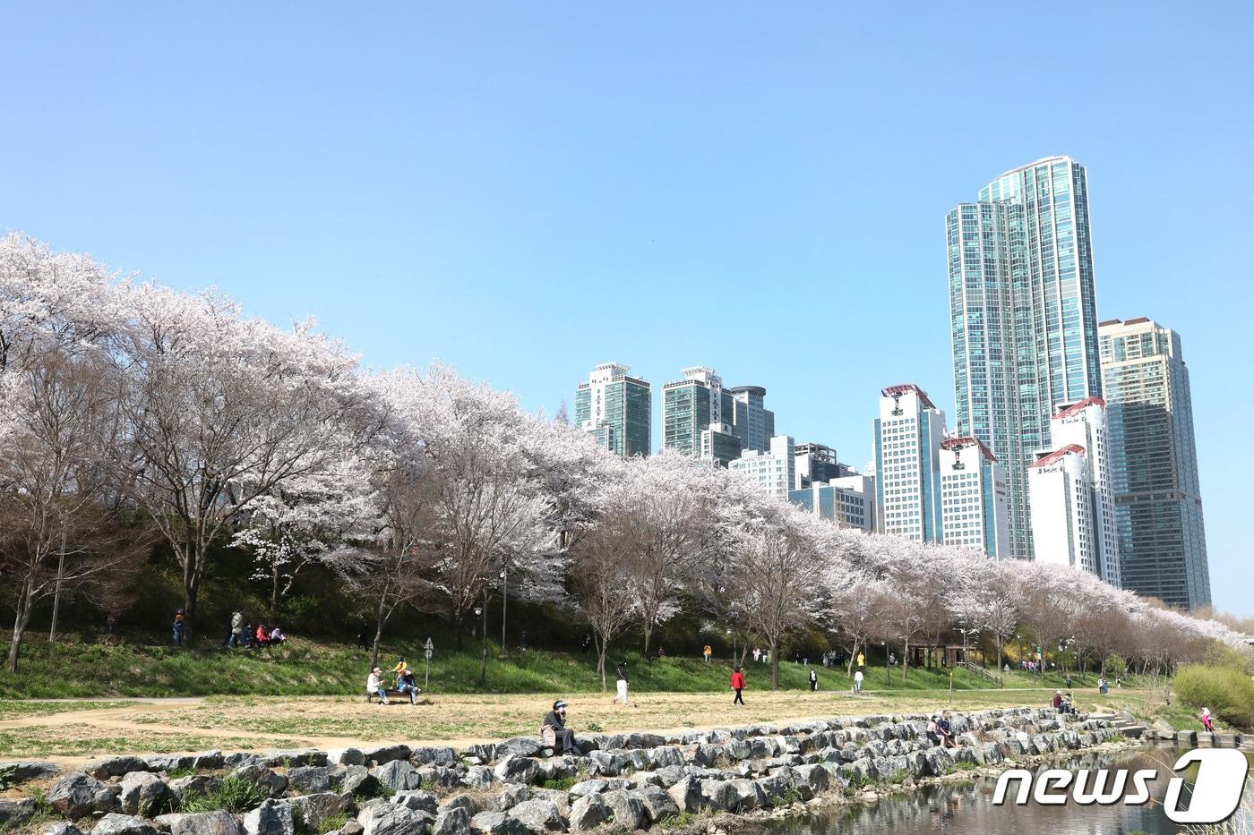 양재천 벚꽃길 &#40;강남구 제공&#41;. @News1