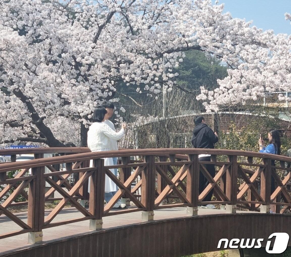 경포벚꽃축제가 열리고 있는 31일 강원 강릉시 경포생태저류지에서 일대에서 상춘객들이 만개한 벚꽃을 즐기고 있다. 2023.3.31/뉴스1 ⓒ News1 윤왕근 기자