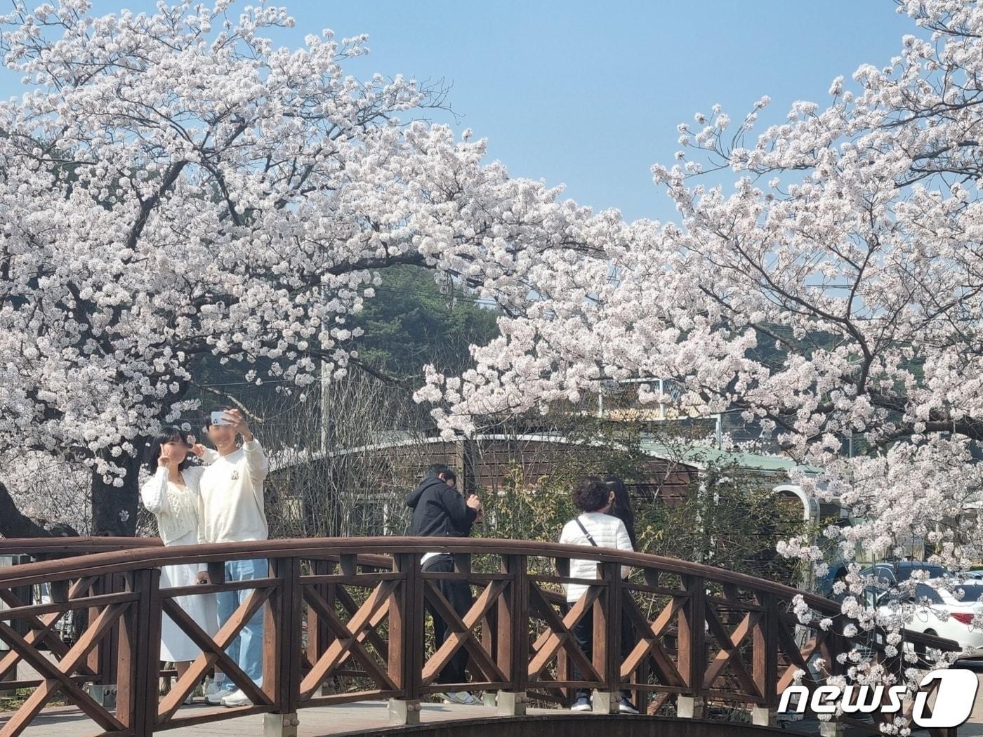 지난해 강릉 경포벚꽃축제 당시 자료사진.&#40;뉴스1 DB&#41;