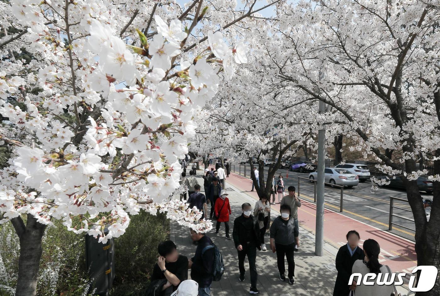 벚꽃이 활짝 핀 서울 여의도 여의서로. /뉴스1 ⓒ News1 박세연 기자