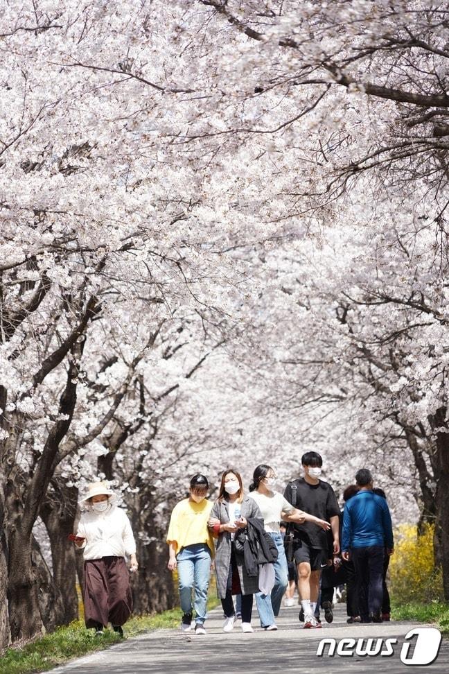 충북 보은군 보은읍 보청천변 벚꽃길을 찾은 상춘객들이 봄기운을 만끽하고 있다. &#40;보은군 제공&#41; 