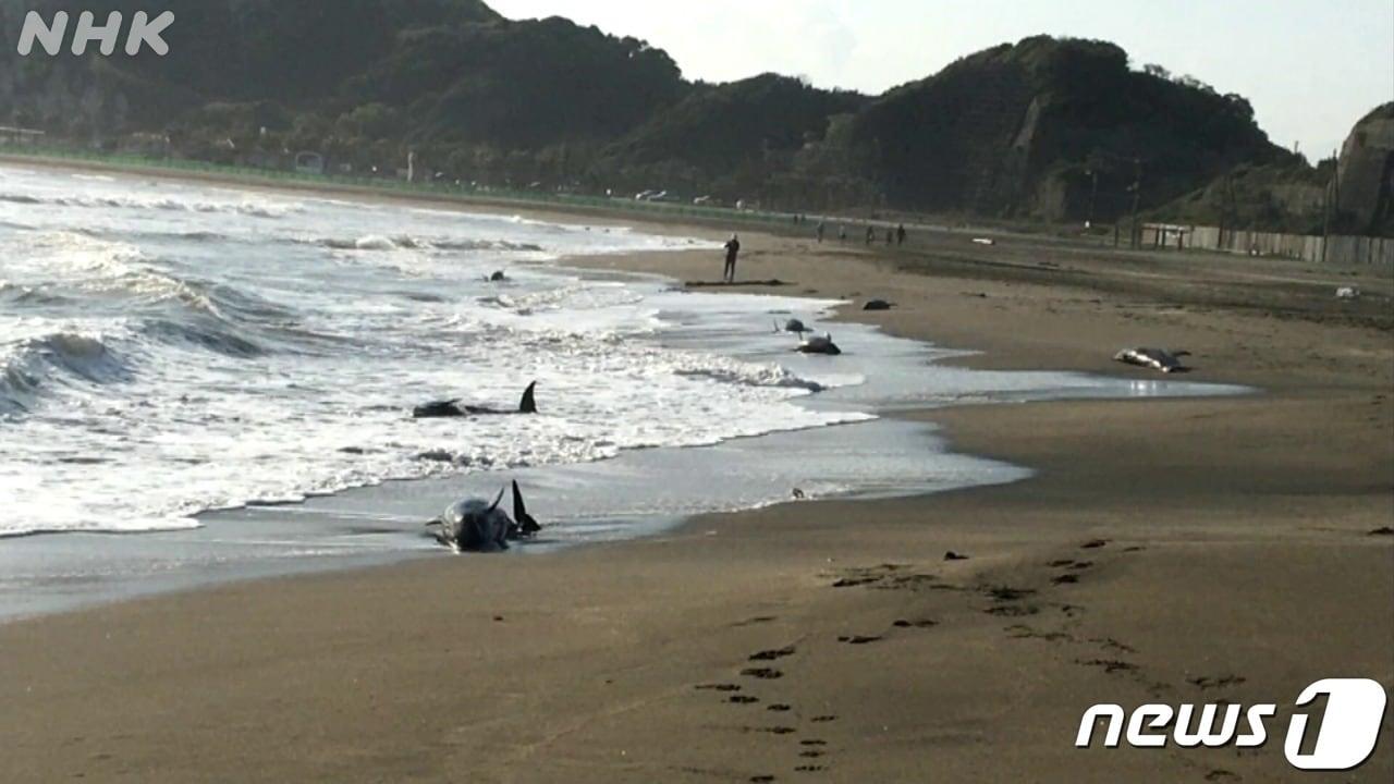 일본 해안가에서 돌고래 30여 마리가 자초돼 일부 폐사하며 대지진의 전조일 수 있다는 불안감이 커지고 있다.&#40;NHK방송 갈무리&#41;