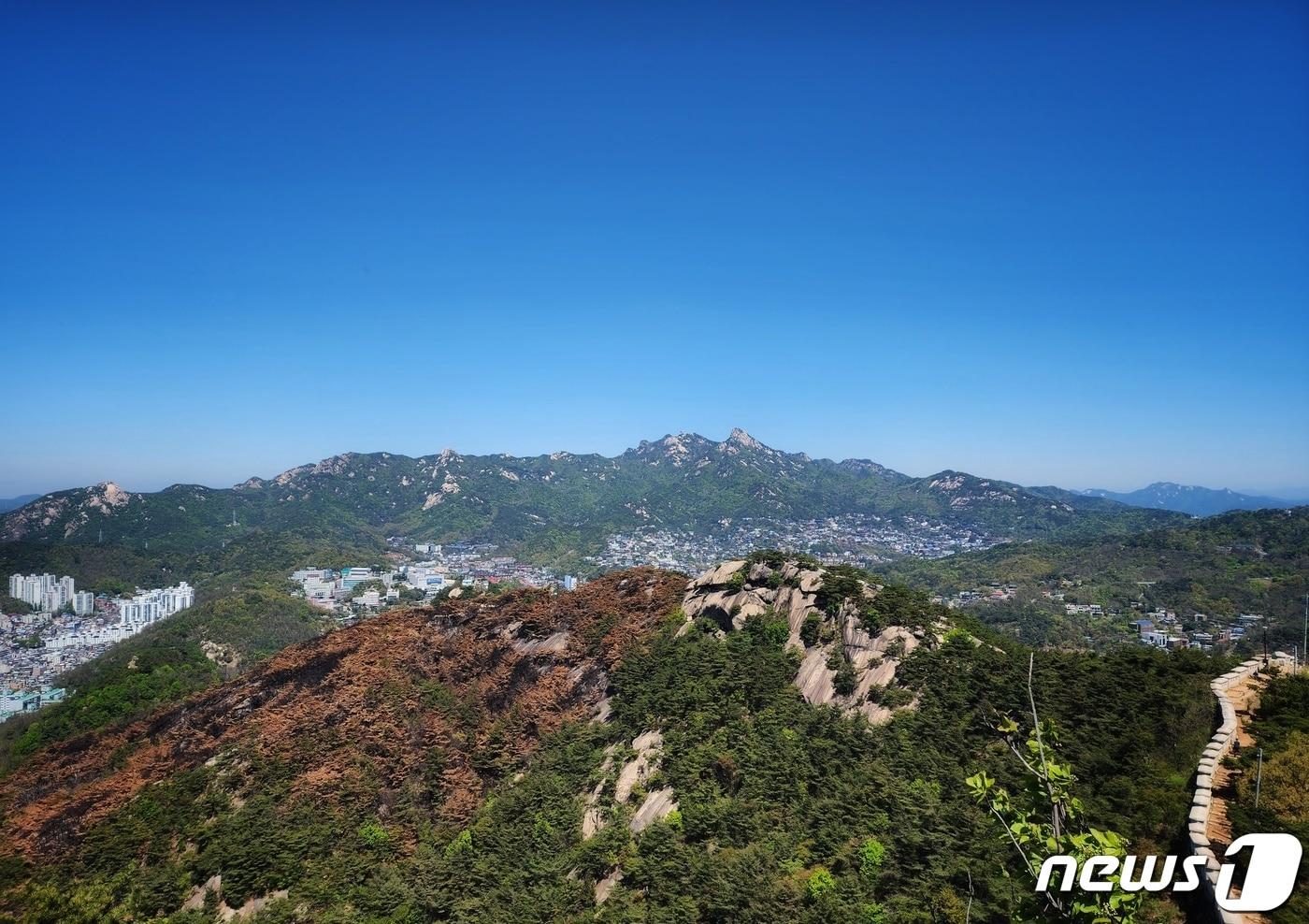 서울 종로구 인왕산 자락에 산불로 타 죽은 소나무 위로 푸른 하늘이 펼쳐져 있다. 2023.4.19/뉴스1 ⓒ News1 유승관 기자