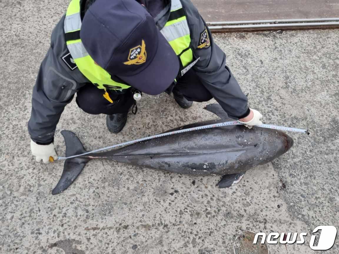 상괭이 사체&#40;사천해경 제공&#41;.