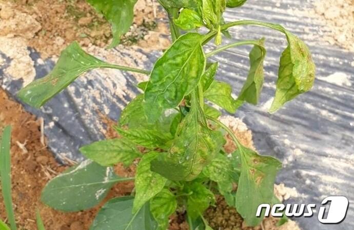 칼라병으로 불리는 토마토반점위조바이러스&#40;TSWV&#41;에 감염된 고추.&#40;괴산군 제공&#41; / 뉴스1