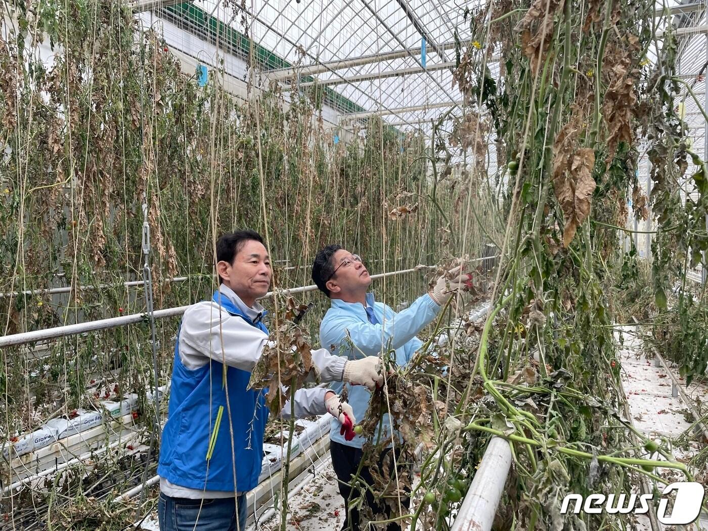 전북개발공사는 26일 1사1촌 자매결연 마을인 남원시 운봉읍 산덕마을을 찾아 농촌 일손돕기 봉사활동을 펼쳤다. 이날 봉사활동에는 최정호 전북개발공사장을 비롯한 임직원 30여명과 이정린 전북도의원이 참석했다.&#40;전북개발공사 제공&#41;2023.4.26/뉴스1