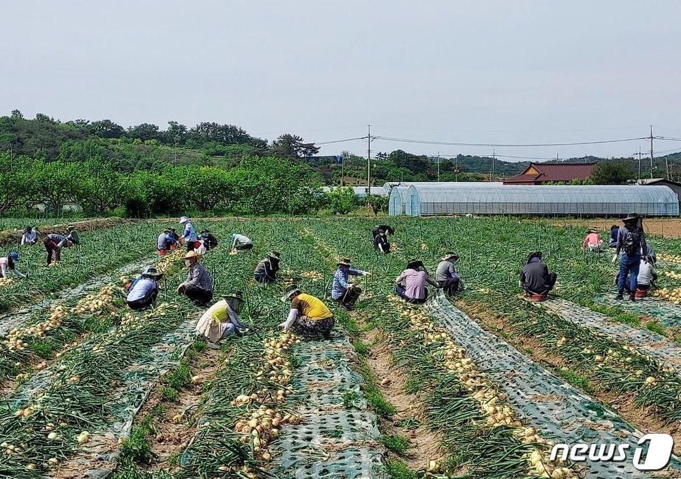 전국 최대 양파ㆍ마늘 주산지인 전남 무안군은 수확기 일손 부족으로 어려움을 겪고 있는 농가들을 돕기 위해 자원봉사자를 모집한다. &#40;무안군 제공&#41;/뉴스1