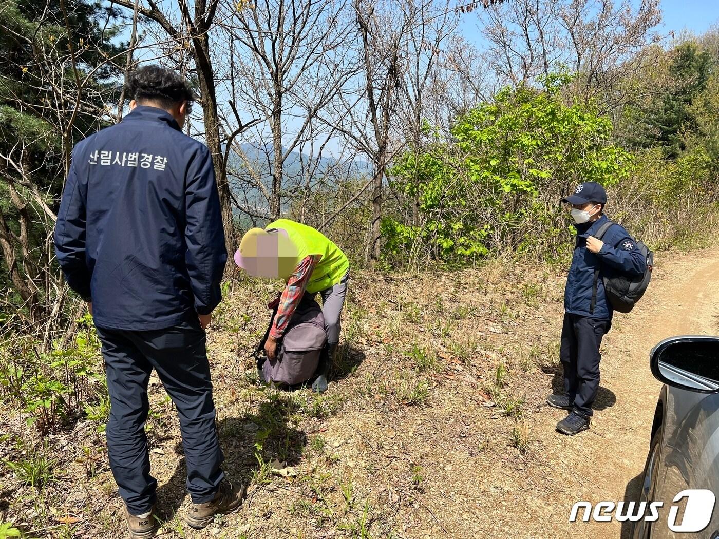 강원 춘천국유림관리소 단속반들이 지난 27일 춘천 북산면 부귀리의 한 임도에서 산나물 채취꾼으로 추정되는 남성을 발견하고, 가방을 보고 있다.2023.4.28 한귀섭 기자