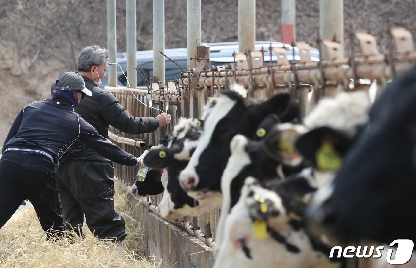 고창군이 구제역 예방과 유입 차단을 위해 이달 14일까지 우제류를 대상으로 구제역 예방백신 일제접종을 실시한다&#40;뉴스1/DB ⓒ News1 