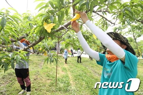 4일 충북 옥천군은 외국인 계절근로자 103명이 입국했다고 밝혔다. 사진은 농가 작업 모습.&#40;옥천군 제공&#41;2023.4.4/뉴스1