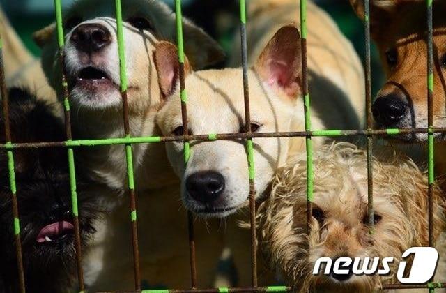 제주 유기동물보호센터 내 유기견&#40;제주도 제공&#41;/뉴스1 ⓒ News1 고동명 기자