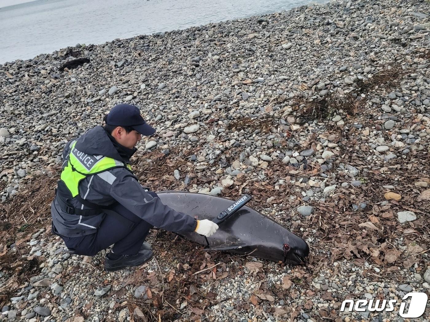 남해군 창선면 해안가에서 발견된 상쾡이 사체&#40;사천해경 제공&#41;.