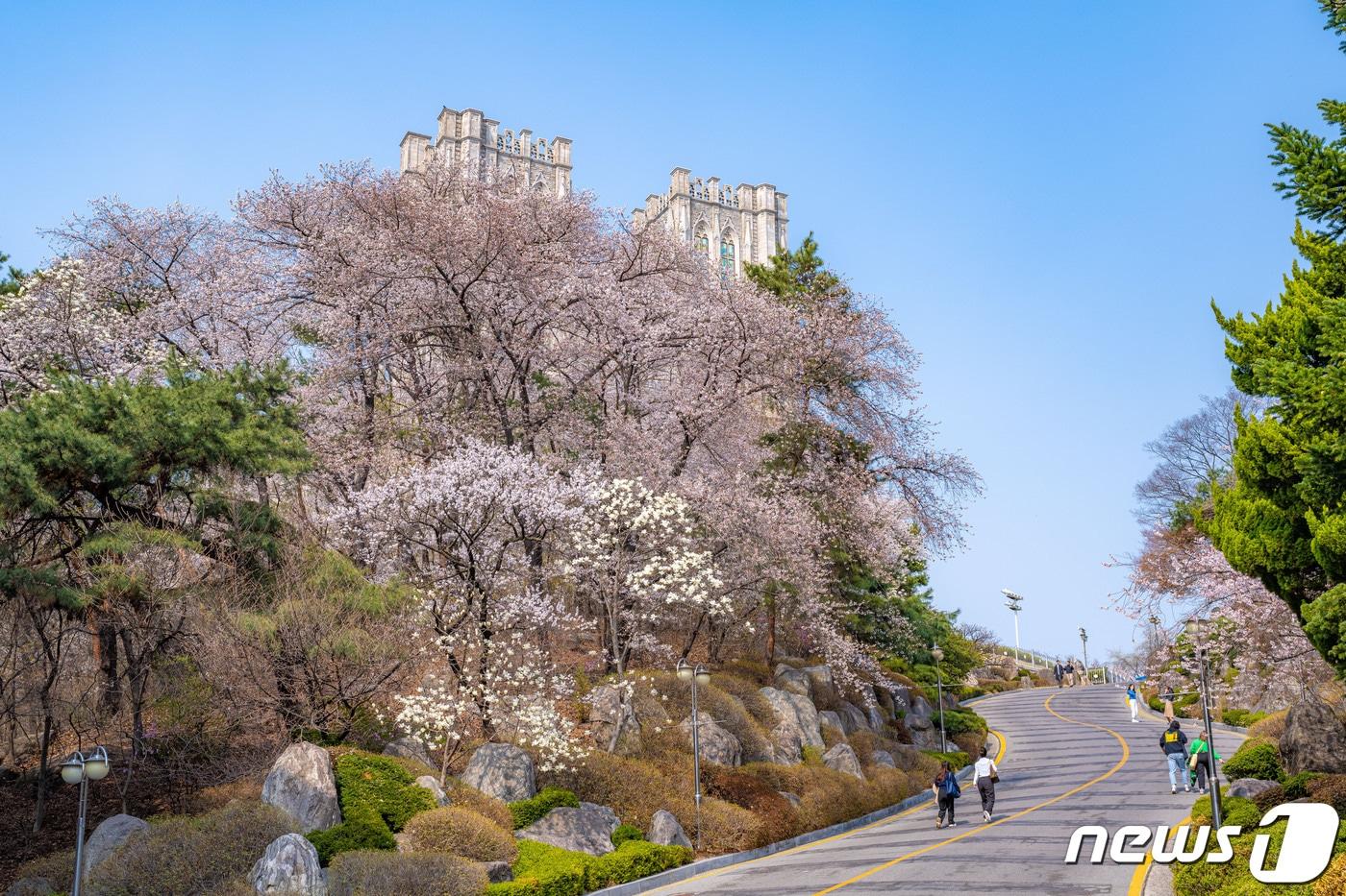 경희대학교 평화의전당 가는 길 벚꽃&#40;이하 서울관광재단 제공&#41;