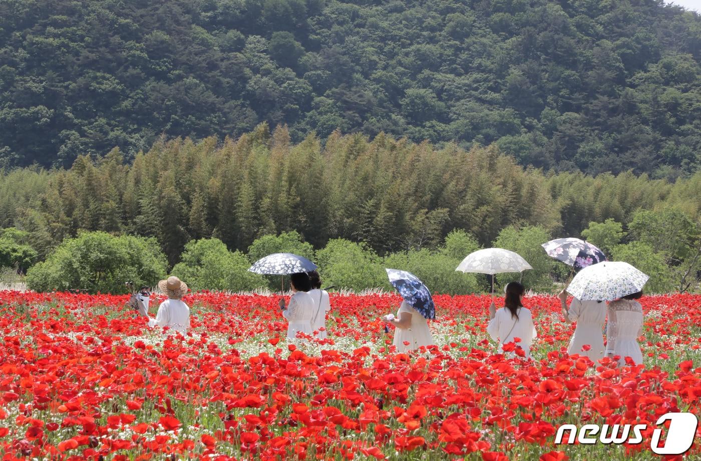 10일 울산 태화강 국가정원에서 오는 19일부터 21일까지 열리는 봄꽃축제를 앞두고 꽃양귀비가 활짝 피어 있다. ‘봄의 정원, 향기로 물들다’라는 주제로 열리는 올해 축제는 면적 2만 8000㎡에 꽃양귀비, 작약, 수레국화, 안개초, 금영화 등 5종, 6000여만 송이가 관람객을 맞이한다. 2023.5.10/뉴스1 ⓒ News1 김지혜 기자