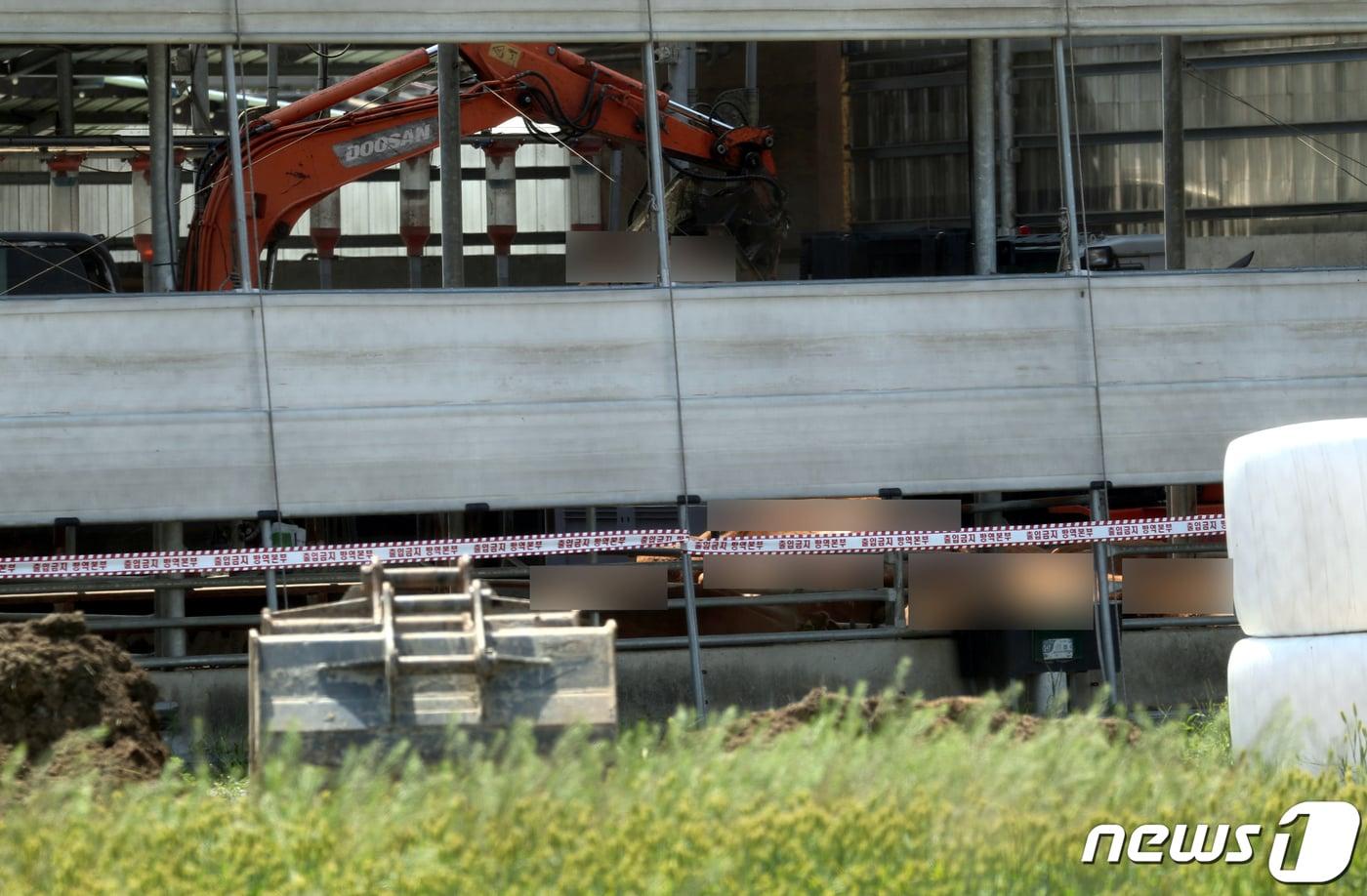 한 구제역 확진 한우 농가에서 방역당국 관계자들이 매몰 작업을 하고 있다. ⓒ News1 김용빈 기자