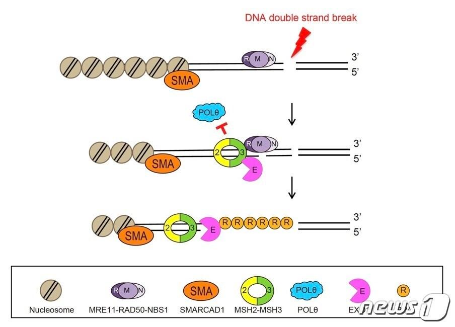 새롭게 발견된 DNA 이중나선 절단 복구법&#40;IBS 제공&#41;