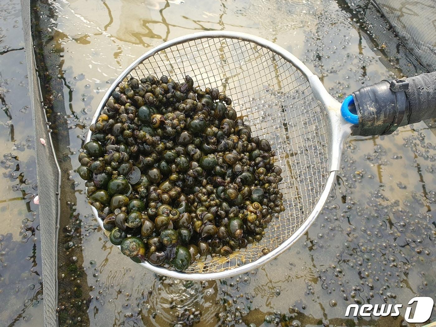 충북 괴산군이 다음 달 14일까지 친환경 벼 재배 농가 269곳을 대상으로 제초용 우렁이 13.7톤을 공급한다.&#40;괴산군 제공&#41;/뉴스1