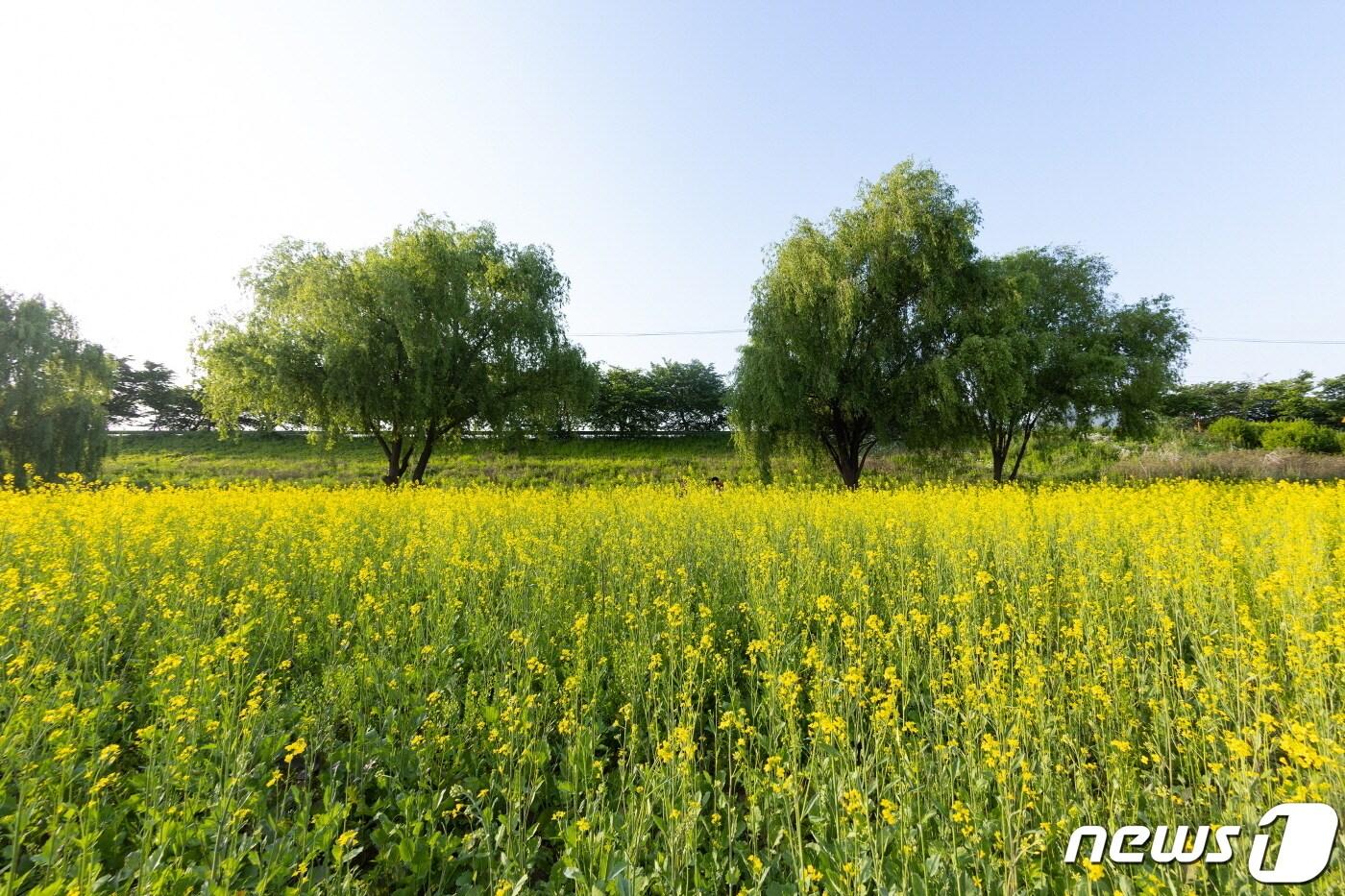 오는 20일부터 고양시 강매석교공원에서 창릉천 유채꽃 축제가 9일간 진행된다. &#40;고양시 제공&#41;