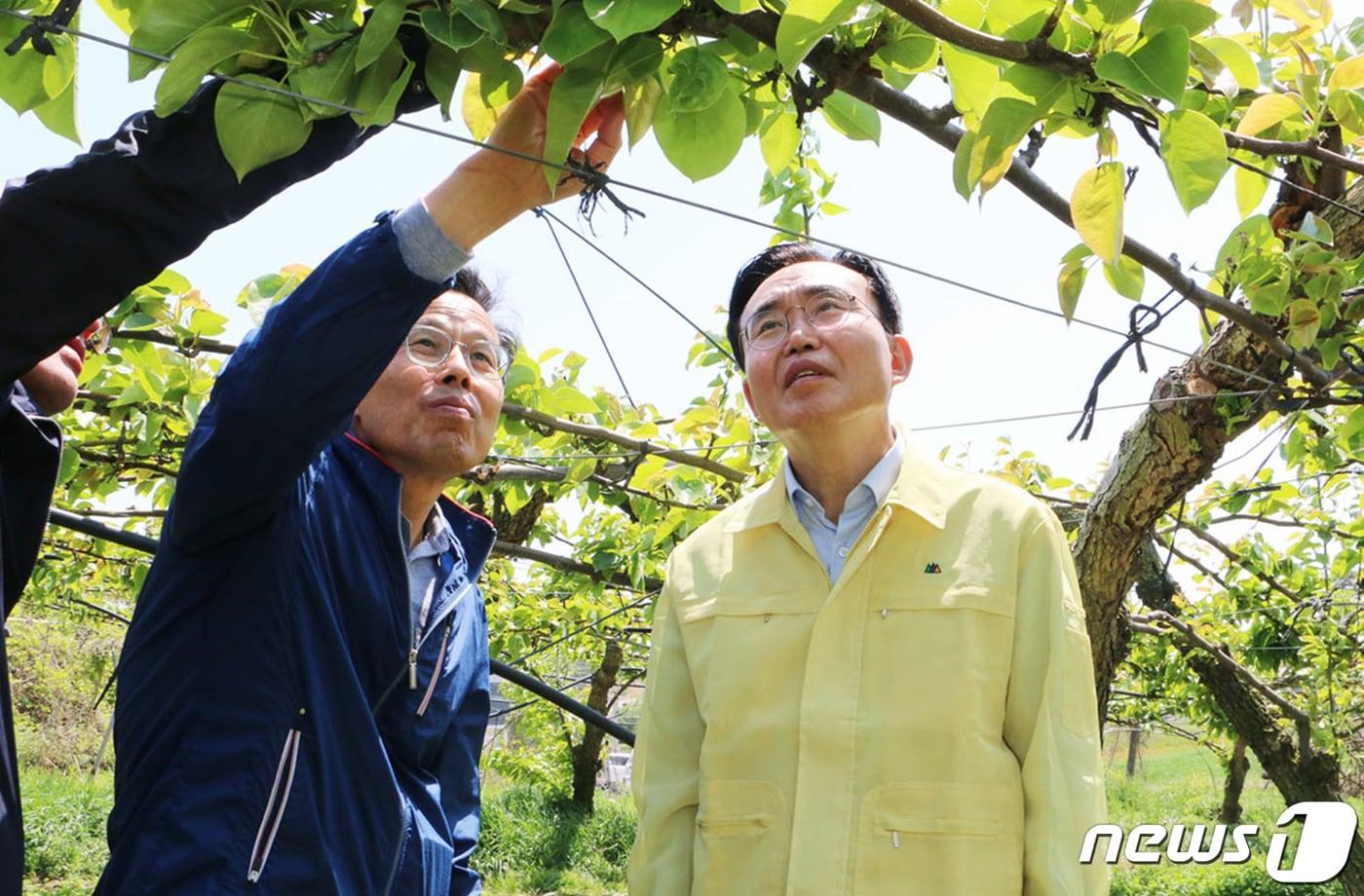 윤병태 나주시장&#40;오른쪽&#41;이 금천면, 왕곡면 배 농가를 찾아 냉해 상황을 살펴보고 있다. ⓒ News1