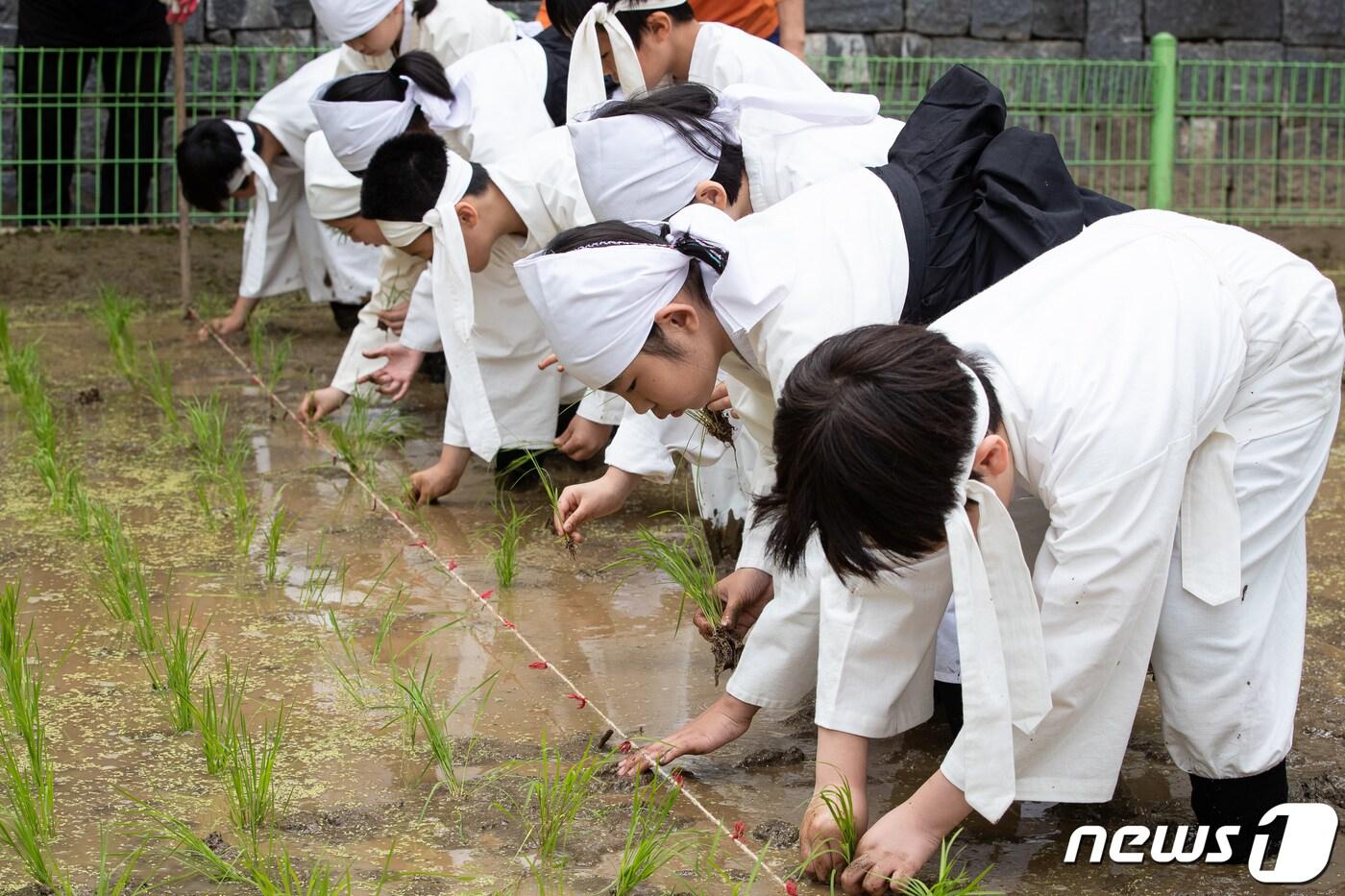 서울미동초등학교 학생들이 22일 서울 중구 농업박물관 앞 야외농당에서 전통 손모내기 체험을 하고 있다. 농협은 전통문화 계승 및 농업·농촌의 가치 공유를 위해 매해 어린이 체험행사를 마련하고 있다. 2023.5.22/뉴스1 ⓒ News1 유승관 기자