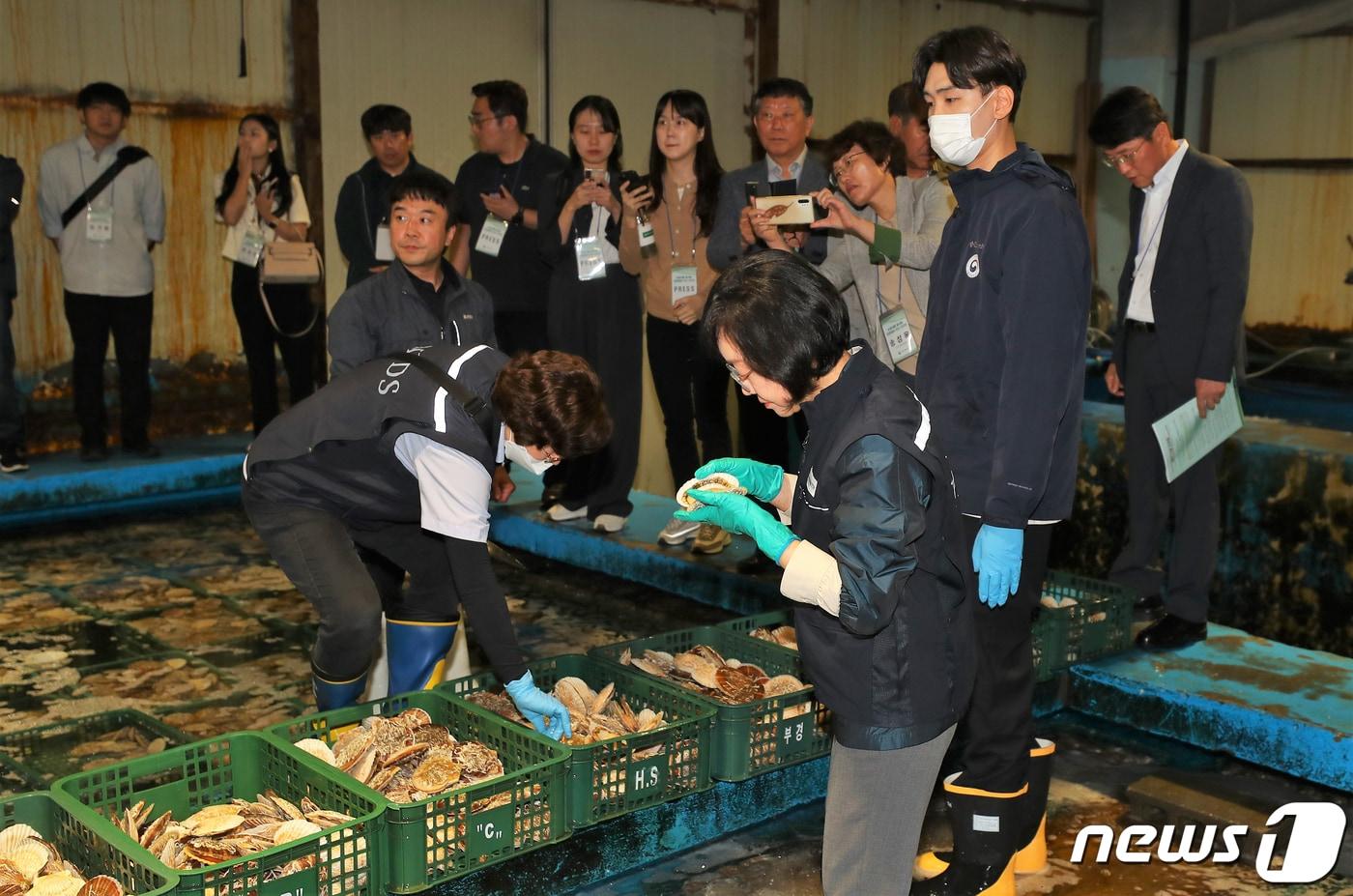 오유경 식약처장이 25일 오후 부산 서구 부산감천항수입식품검사소에서 일반시민, 급식관련업체 관계자 등이 참관하는 가운데 일본산 활가리비를 살펴보고 있다. 2023.5.25/뉴스1 ⓒ News1 사진공동취재단