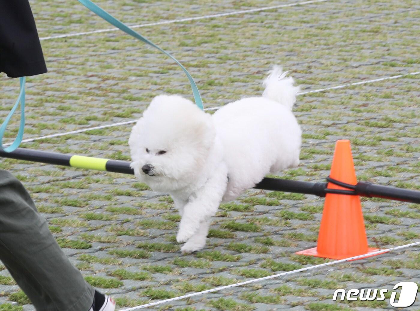 작년 5월27일 제주시 애월읍 새별오름에서 열린 2023 반려동물 문화축제. 2023.5.27/뉴스1 ⓒ News1 오현지 기자