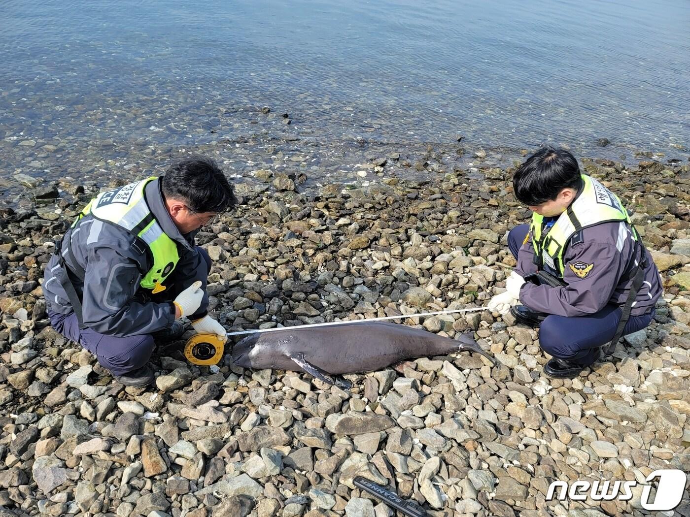 상괭이 사체&#40;사천해경 제공&#41;. 2023.5.3