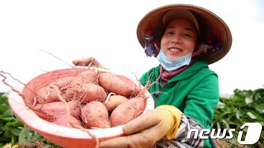 해남고구마 자료사진 &#40;해남군 제공&#41;/뉴스1 