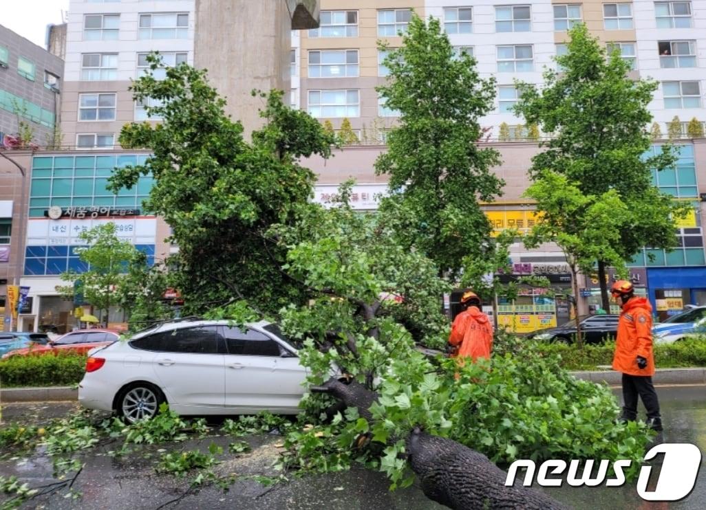 6일 오전 11시17분쯤 대구 수성구 범어동 도로변에서 강풍에 쓰러진 가로수가 차량을 덮쳐 119구조대원들이 제거작업을 하고 있다.&#40;대구소방본부 제공&#41; 2023.5.6/뉴스1 ⓒ News1 김종엽 기자