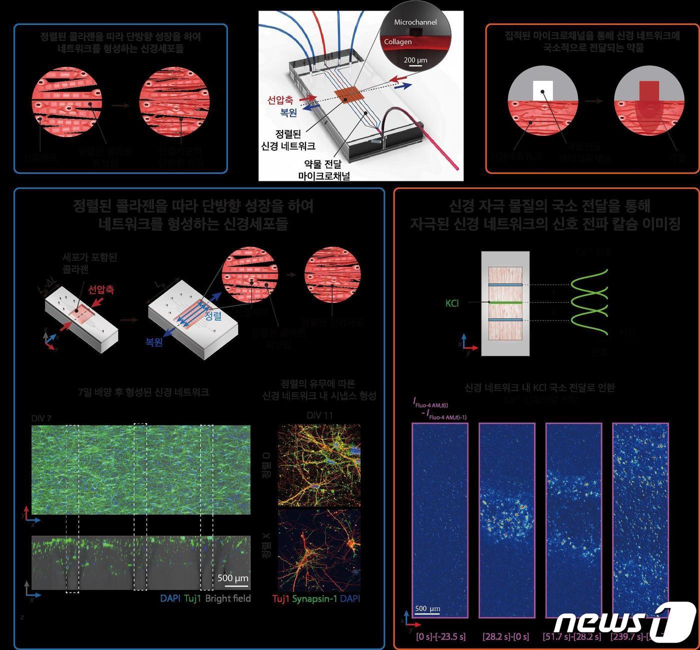 개발된 플랫폼의 모식도 및 정렬된 신경 네트워크의 형성과 이를 국소 부위 자극을 통한 네트워크의 신경 전달 조절&#40;공동 연구팀 제공&#41;