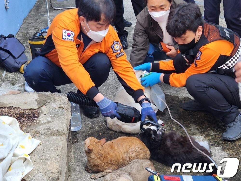 9일 부산 수영구 광안동 아파트 화재에서 구조된 고양이와 개들이 소방대원으로부터 치료를 받고 있다.&#40;부산소방재난본부 제공&#41;