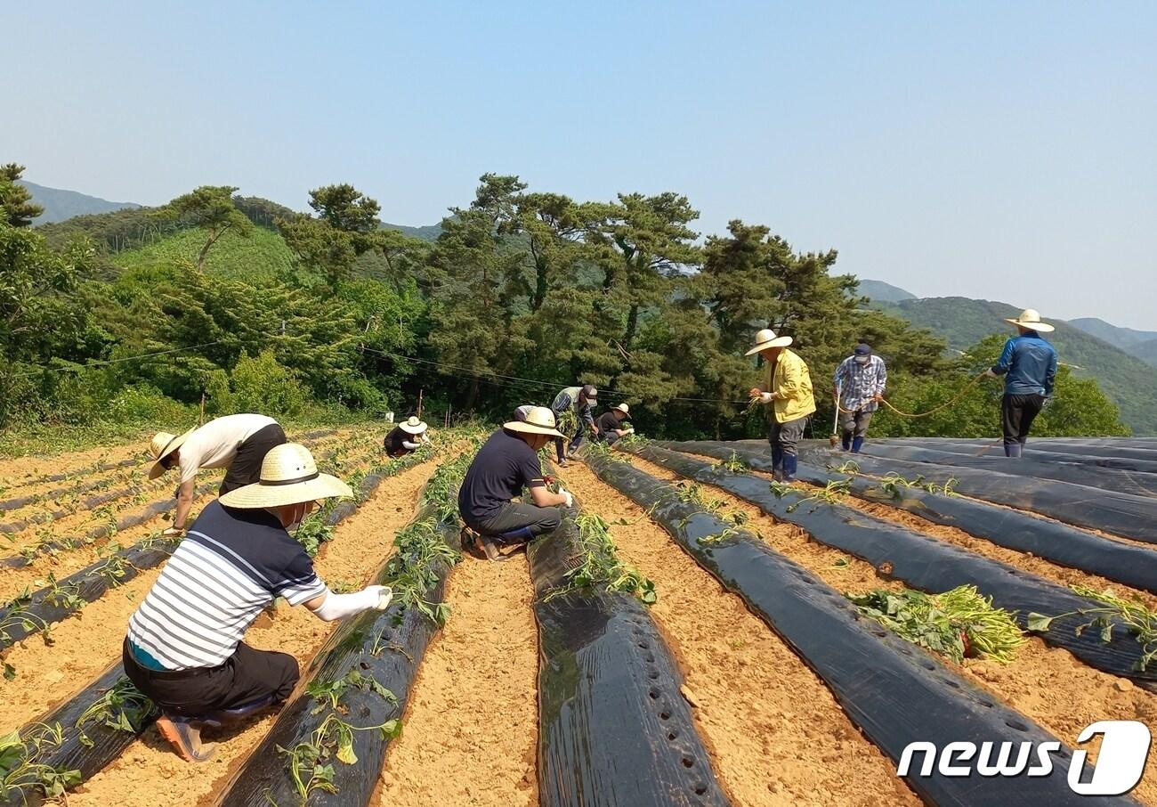 전북 정읍시가 본격적인 농번기를 맞아 농가 일손부족을 해결하기 위해 농촌일손돕기를 추진한다. 시청 직원들이 고추모종을 심고 있다. &#40;정읍시 제공&#41;2023.5.9/뉴스1 