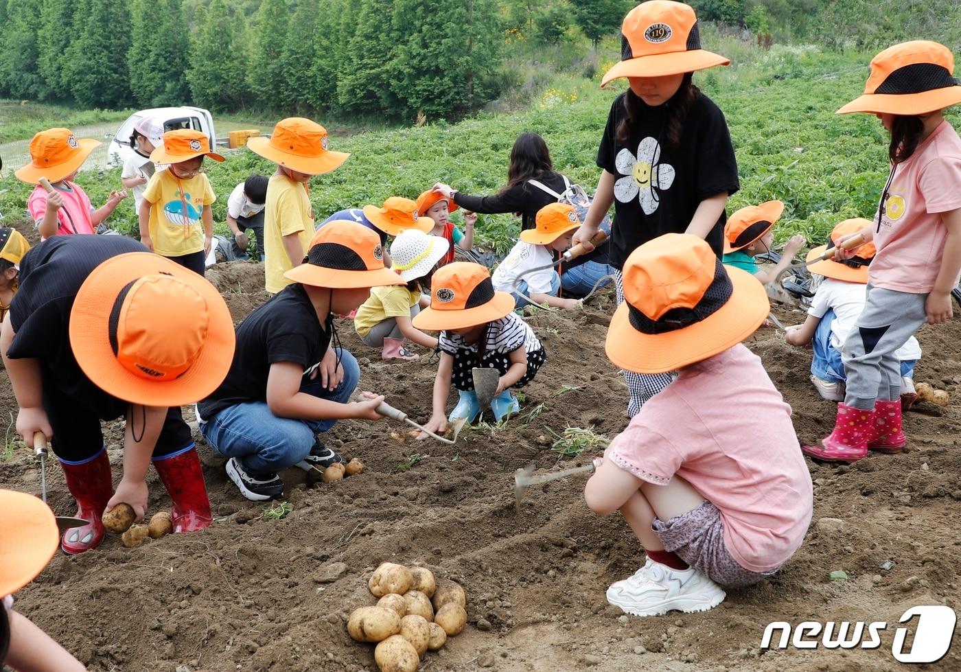 충북 괴산군 감물감자축제 감자캐기 체험행사.&#40;괴산군 제공&#41;/뉴스1