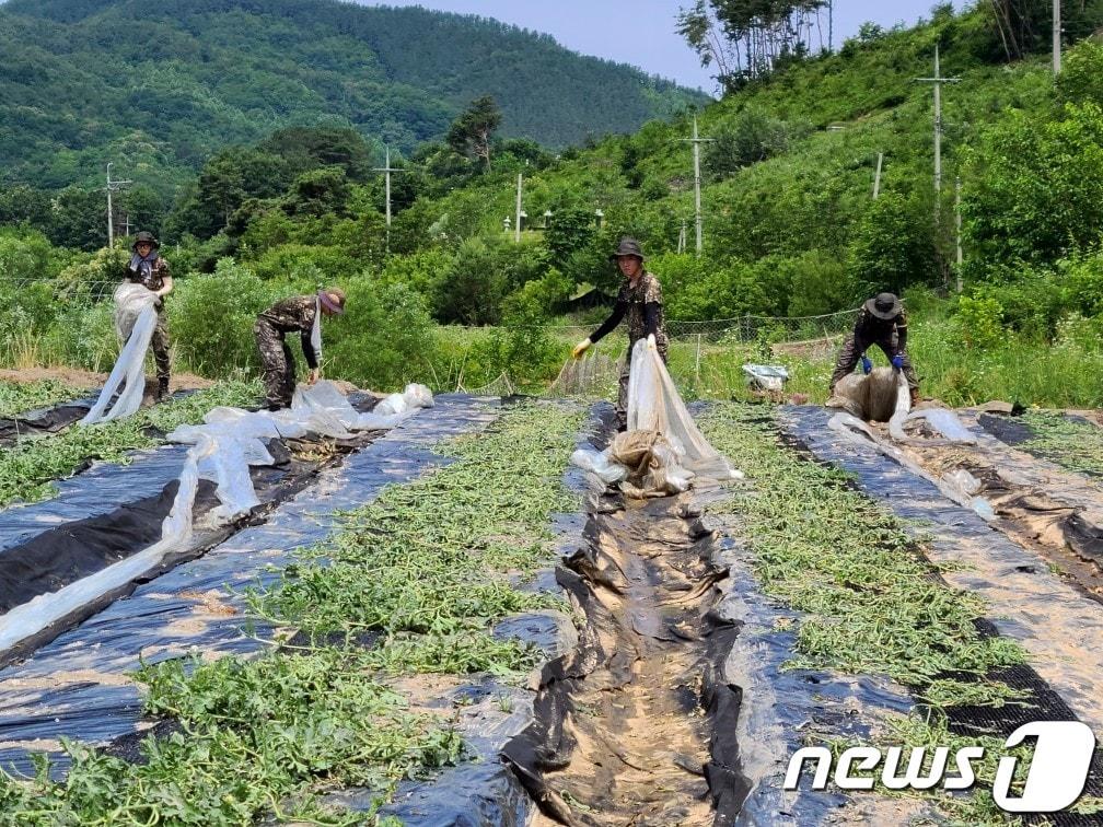 13일 전북 진안군에 소재한 육군 7733부대 1대대가 우박 피해를 입은 안천면 농가들을 위한 대민지원 활동을 전개하고 있다.&#40;진안군제공&#41;2023.6.13/뉴스1