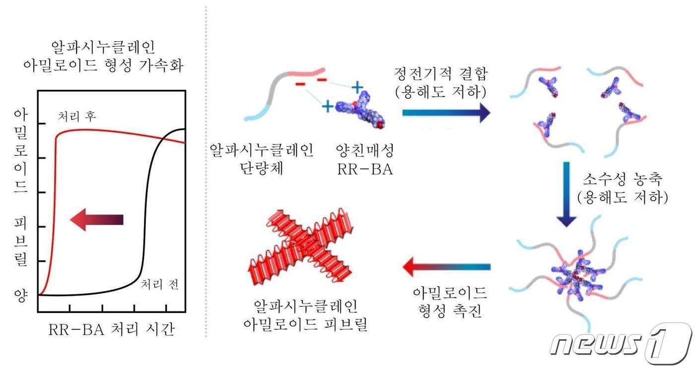 RR-BA에 의한 알파시누클레인 아밀로이드 피브릴 형성 촉진 기전. &#40;KBSI 제공&#41;/뉴스1