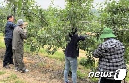 공공형 외국인 계절근로자들이 한 농가에서 일손돕기하는 장면. &#40;보은군 제공&#41; /뉴스1 