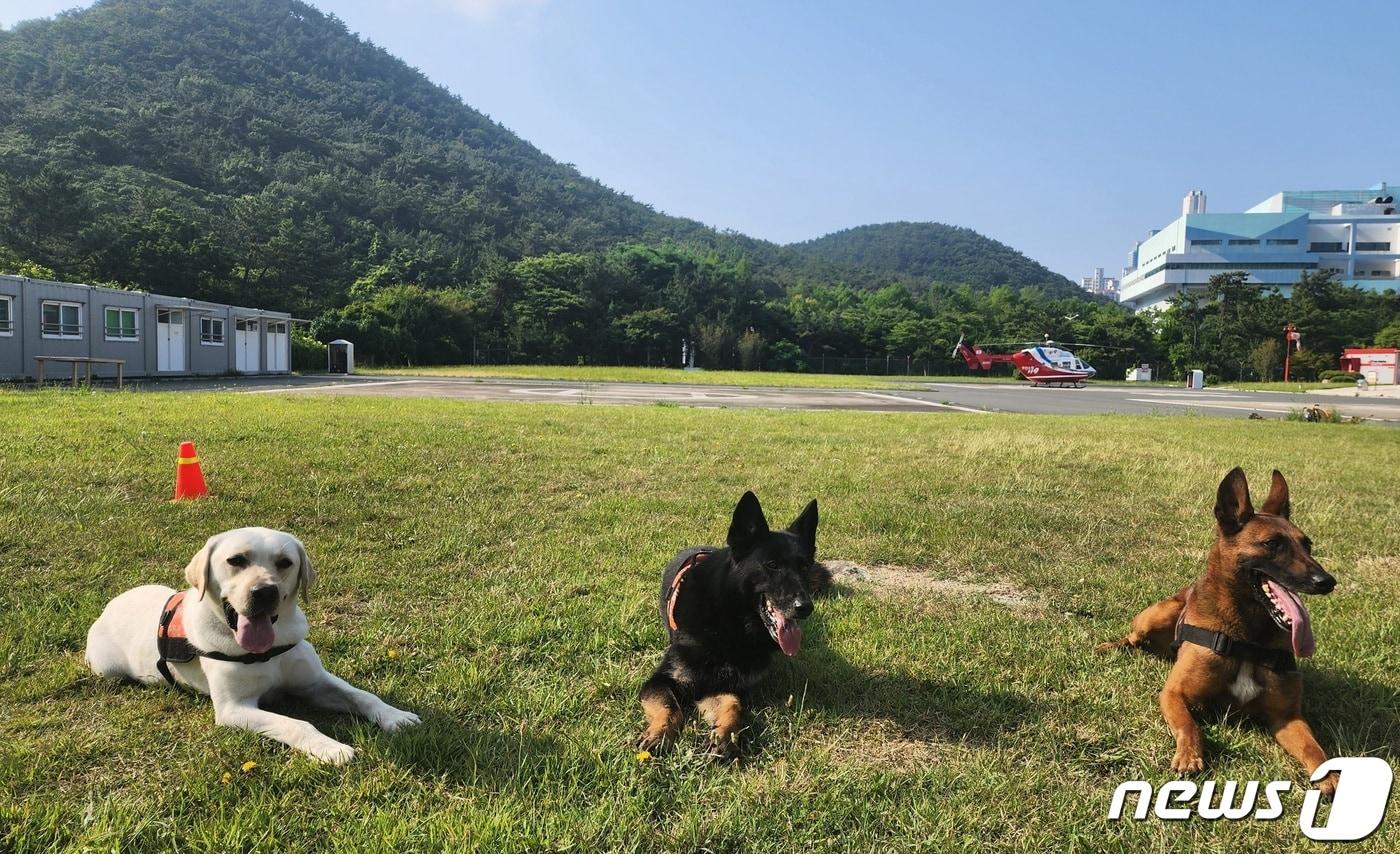 왼쪽부터 나래, 영웅, 충성이의 모습.&#40;부산소방재난본부 제공&#41; 