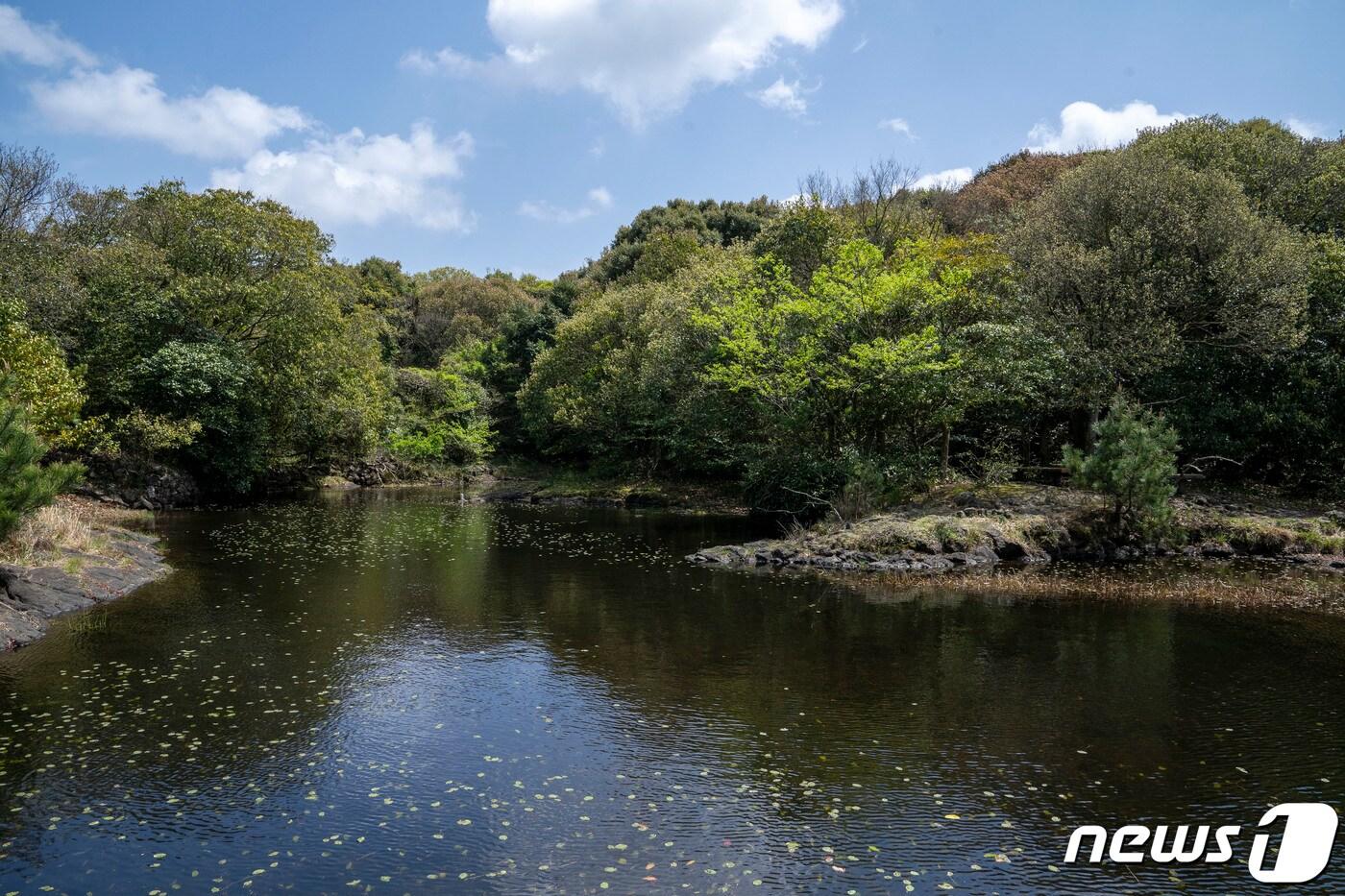 제주 곶자왈. 곶자왈은 제주도 화산활동 중 분출한 용암류가 만들어낸 불규칙한 암괴지대로 숲과 덤불 등 다양한 식생을 이루는 곳이다/뉴스1 ⓒ News1 ⓒ News1 고동명 기자