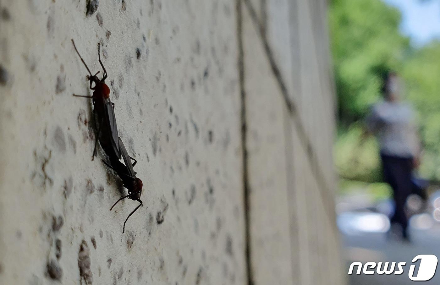 일명 러브버그로 알려진 붉은등우단털파리가 서울 은평구 지역을 중심으로 집중 출몰하고 있는 가운데 강남 도심에서도 포착됐다. 2023.6.23/뉴스1 ⓒ News1 장수영 기자