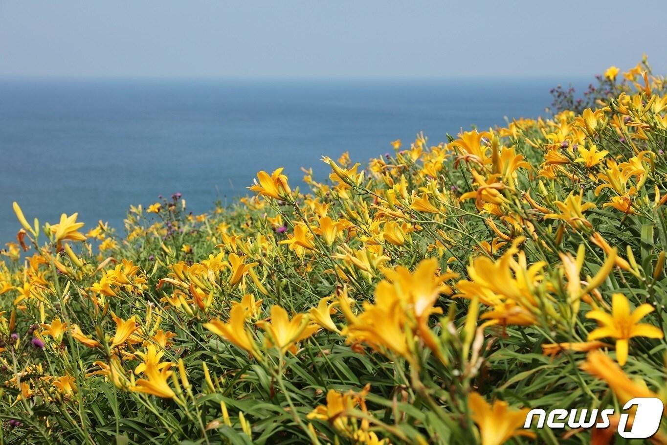 신안군 홍도 원추리 &#40;신안군 제공&#41;/뉴스1 