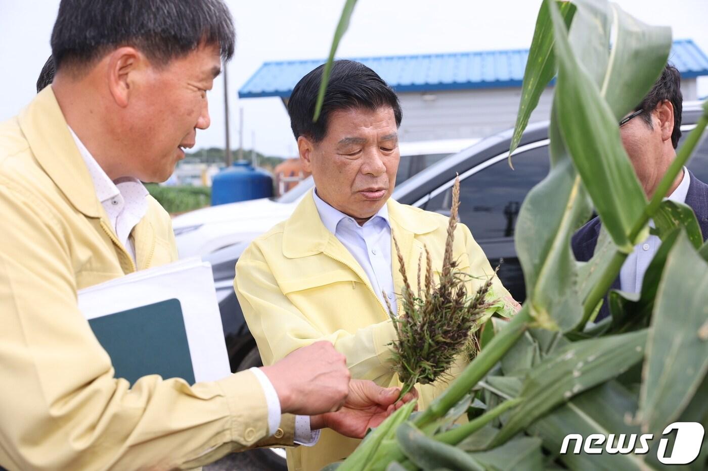 5일 이상근 고성군수가 고성읍 옥수수 재배농가를 방문해 열대거세미나방 방제 현장을 점검하고 있다.&#40;고성군 제공&#41;