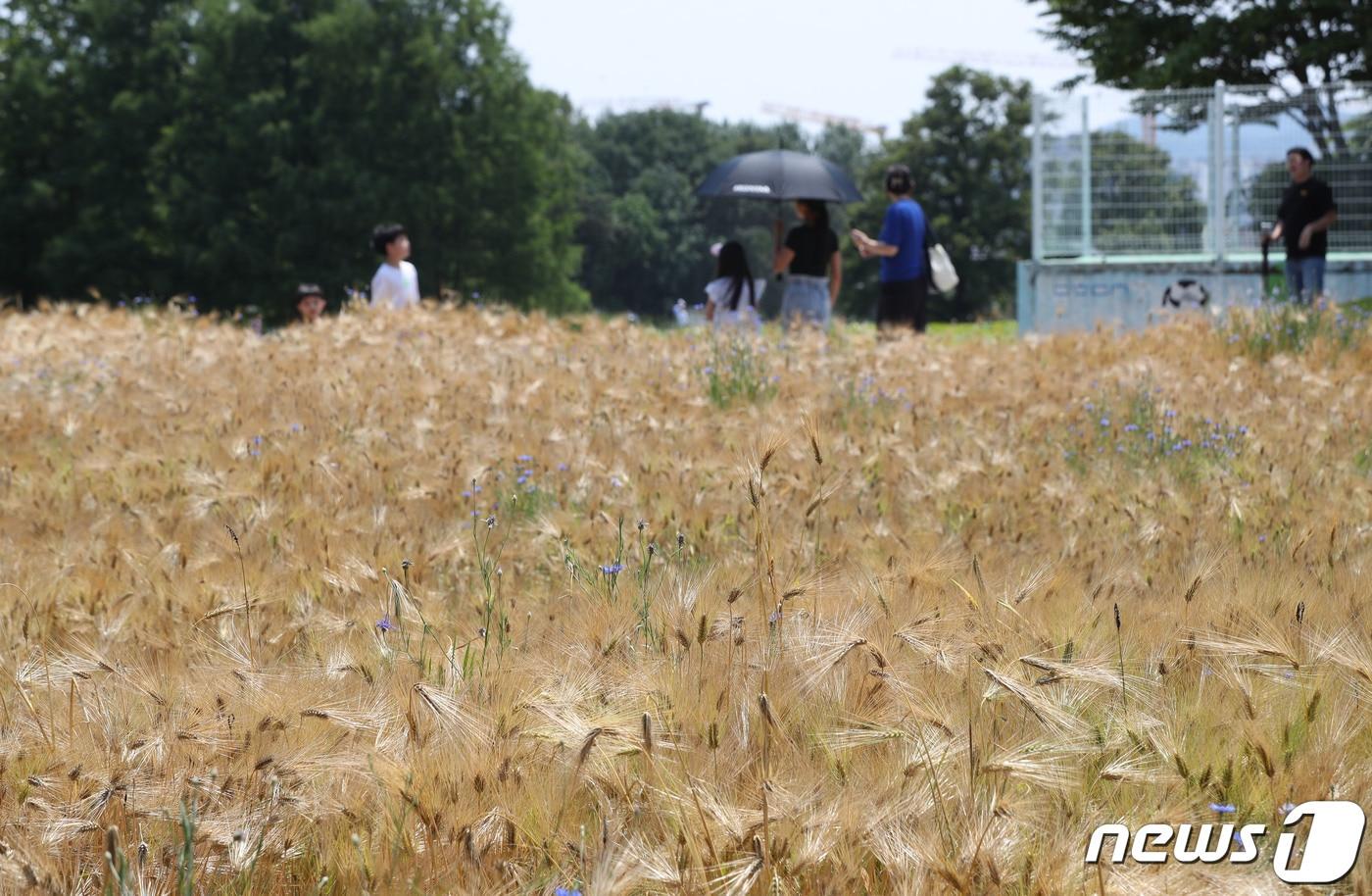 수원시 권선구 수원탑동시민농장에 보리밭.  ⓒ News1 김영운 기자