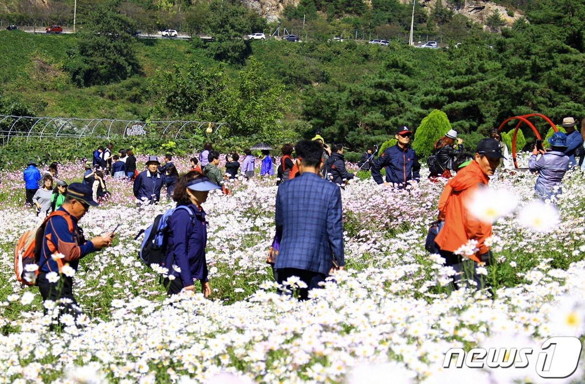 전북 정읍시 구절초 테마공원&#40;뉴스1/DB&#41; ⓒ News1 박제철 기자