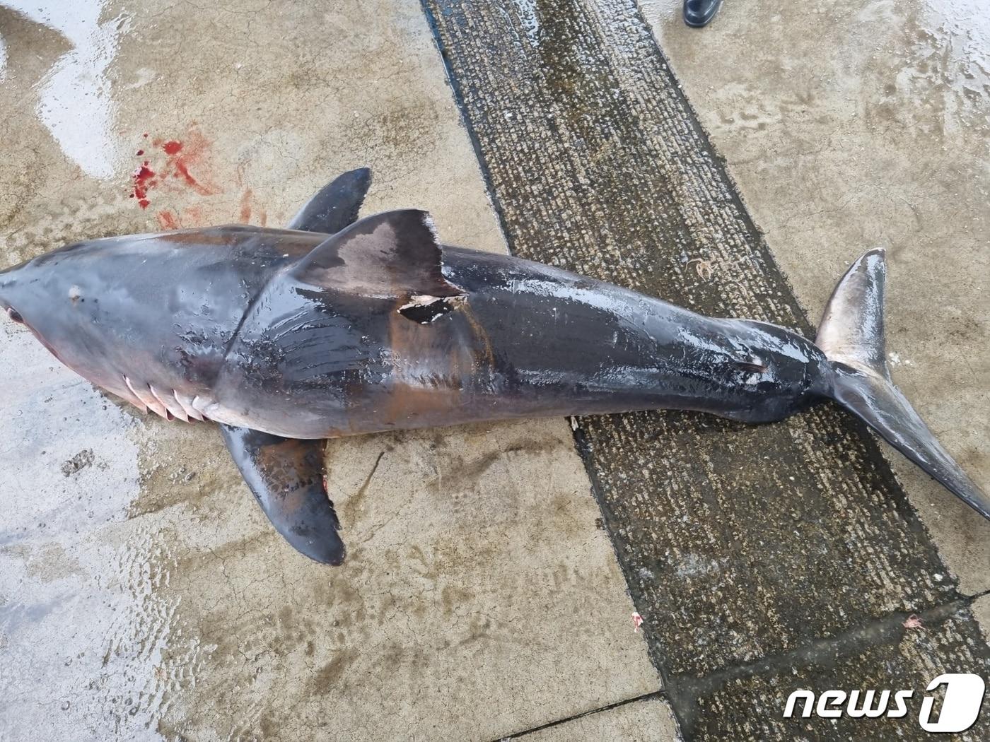 1일 강원 양양 수산항 동쪽 7.5㎞ 해상서 발견된 악상어 사체.&#40;속초해경 제공&#41; 2023.7.1/뉴스1