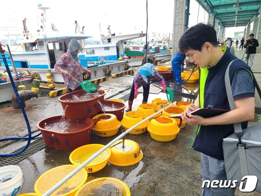 경북 포항시 공무원이 송도동 포항수협활어위판장에서 수산물을 확인하고 있다.&#40;포항시제공&#41;2023.7.12/뉴스1 