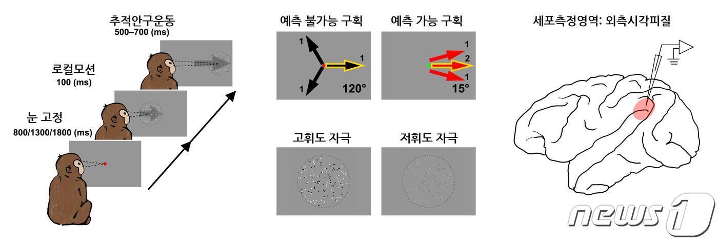 행동실험 및 세포측정영역.&#40;IBS 제공&#41;/뉴스1