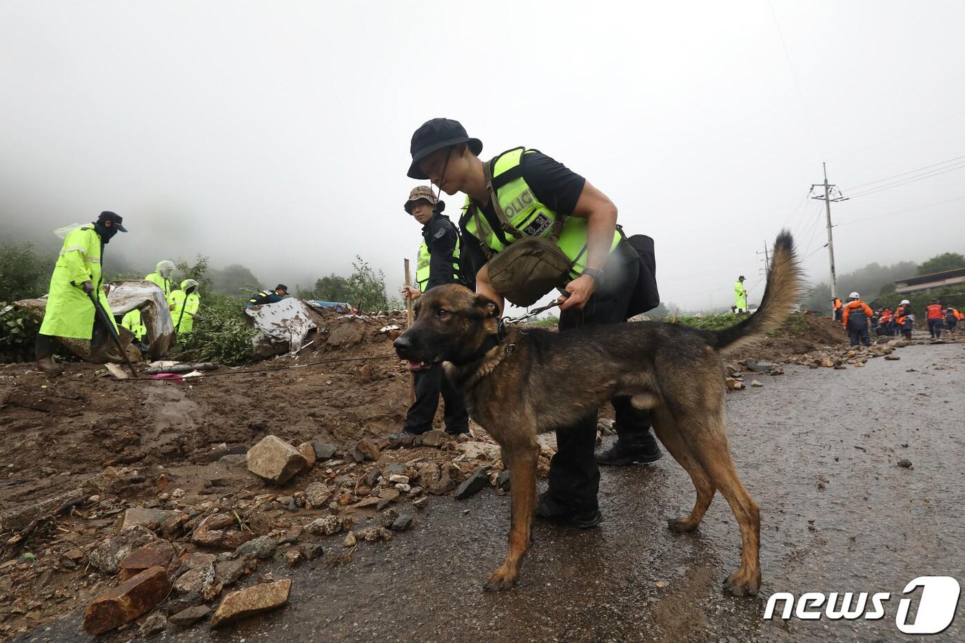 16일 오전 집중호우로 인해 산사태가 발생한 경북 예천군 효자면 백석리에서 경찰과 수색견이 실종자 수색작업을 진행하고 있다. 2023.7.16/뉴스1 ⓒ News1 공정식 기자